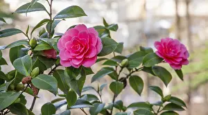 Camellia in bloom in spring, Merano