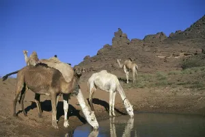 Camels drinking at an oasis, Tadrart Acacus