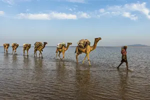 Camels loaded with rock salt plates walk through a salt lake