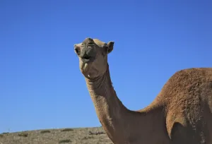 Camels, Oman