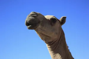 Camels, Oman