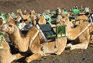 Camels in Parque Nacional de Timanfaya
