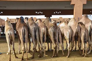 Many camels in a row, waiting in the camel market to be sold