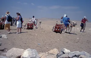 Camels on the way to Sakkara, the village marks the 7 km long necropolis
