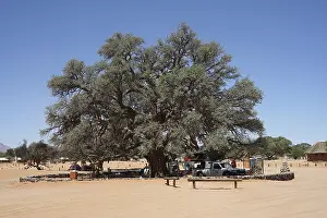 Camelthorn tree (Vachellia erioloba) Sesriem Camping