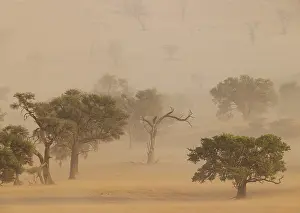 Camelthorn trees (Vachellia erioloba) in a sand storm in the Tsondab Valley