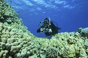 Camera man scuba diver swims near Dome Coral (Porites nodifera)
