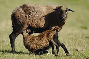 Cameroon sheep, domestic sheep (Ovis gmelini aries) Ewe with lamb in a meadow