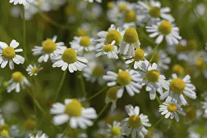 Camomile, asphalt, medicinal plant