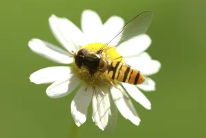 Camomile (Matricaria recutita)