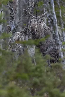 A well camouflaged cow moose (Alces alces) with calf in the dense forest