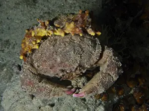 A camouflaged crab