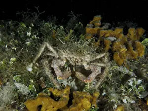 Camouflaged crab, little spider crab (Maja crispata)