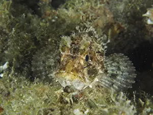 Camouflaged fish, Black scorpionfish (Scorpaena porcus)