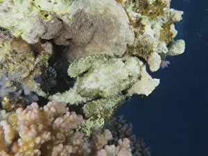 A well camouflaged fish, fringed scorpionfish (Scorpaenopsis oxycephala)
