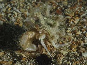 A camouflaged Henderson's hermit crab (Anapagurus hendersoni) moves across a sandy seabed full of small stones