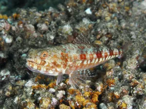Camouflaged marbled lizardfish (Synodus rubromarmoratus) with red-orange scale pattern rests on stones