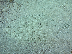 Well camouflaged peacock flounder (Bothus mancus) from above