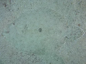 Well camouflaged peacock flounder (Bothus mancus) from above