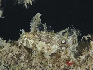 Well camouflaged sabre-tooth blenny (Petroscirtes mitratus)