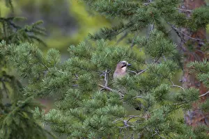 Well camouflaged and from a safe distance