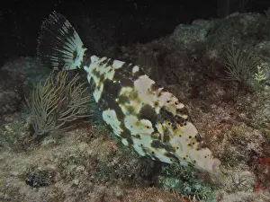 Framed Print : Camouflaged script filefish (Aluterus scriptus) floats at night near the seabed between algae and corals Framed Print : Camouflaged script filefish (Aluterus scriptus) floats at night near the seabed between algae and corals