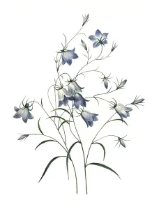Campanule clochette, meadow bellflower