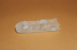 Camphor, camphor, camphor (parent plant: Cinnamomum camphora)