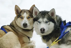 CAN, Canada, Quebec: sledge dogs