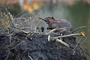 Canada beaver, beaver lodge, beaver dam