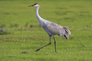 Canada crane, (Grus canadensis)