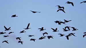 Canada geese in blue sky, Umminger See