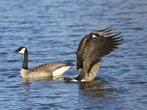 Canada Geese (Branta canadensis)
