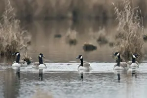 Canada geese (Branta canadensis)