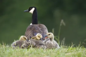 Canada geese (Branta canadensis)