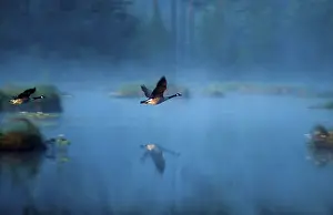Canada Geese (Branta canadensis)