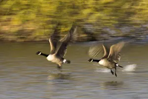 Canada geese (Branta canadensis)