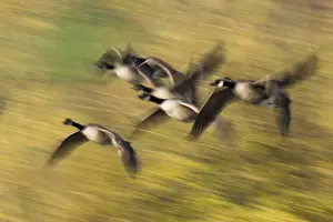 Canada geese (Branta canadensis)
