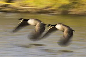 Canada geese (Branta canadensis)