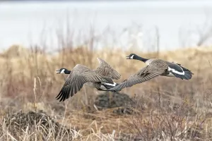 Canada geese (branta canadensis)
