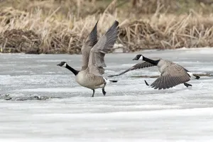 Canada geese (branta canadensis)