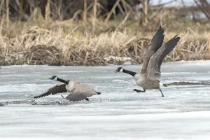 Canada geese (branta canadensis)