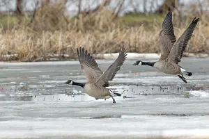 Canada geese (branta canadensis)
