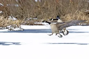 Canada geese (branta canadensis)
