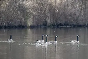 Canada geese (Branta canadensis)