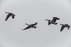Canada geese (Branta canadensis)