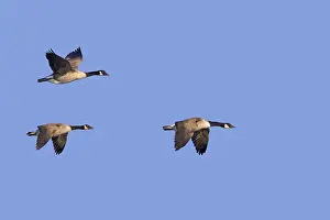 Three Canada geese (Branta canadensis) in flight against blue sky