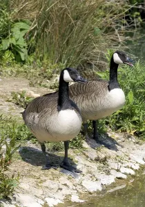 Canada Geese (Branta canadensis) Pair