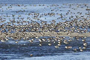 Canada geese (Branta canadensis) on the river