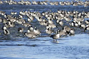 Canada geese (Branta canadensis) on the river